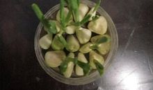 蒜苗的生长过程