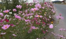 我爱家乡的小野花