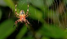 如果我是一只蜘蛛