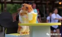 仓鼠的奇幻漂流