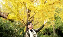 我发现银杏树变黄了