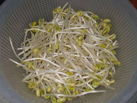 豆芽的启示
