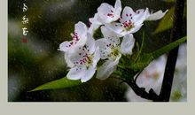 春雨梨花
