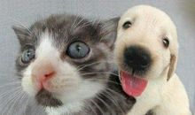 我是一只什么动物