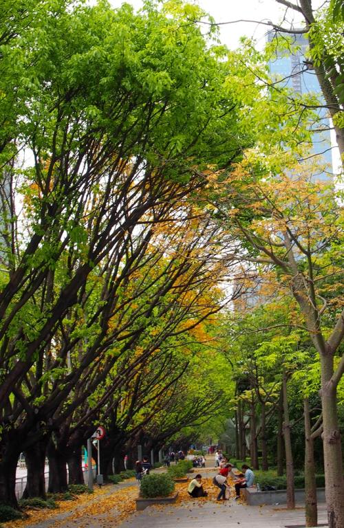 深圳的秋天