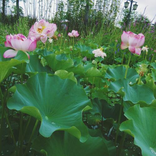 夏天下雨
