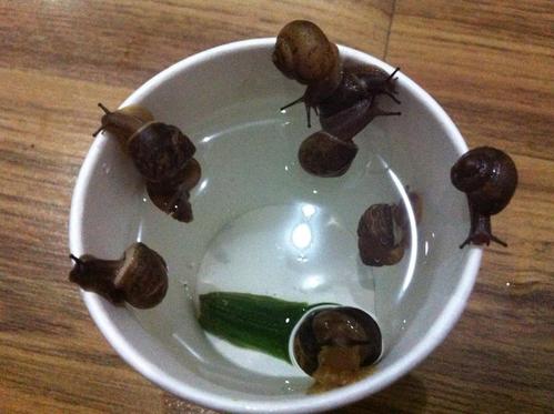 蜗牛观察