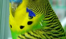 可爱的虎皮鹦鹉