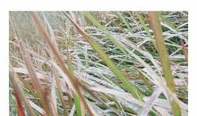 站立是生命中最美的姿态