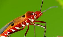 我眼中的昆虫世界