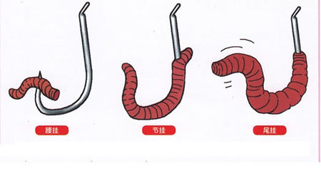 我变成了worm