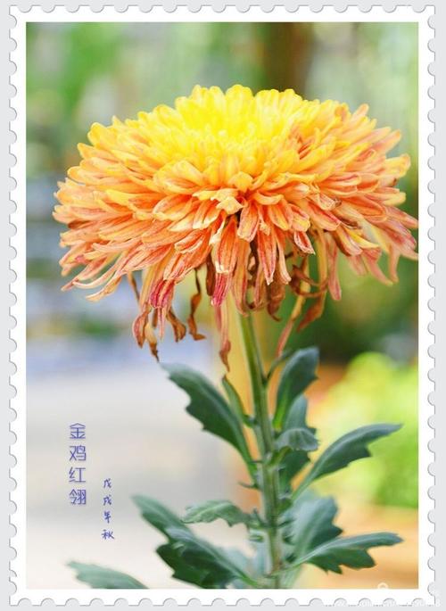菊花赞