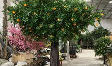 我家门前橘子树