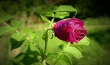 那株梨花，常在我心田