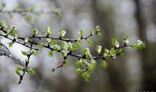 雪中沉默的春天