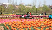 美丽的荷兰花海