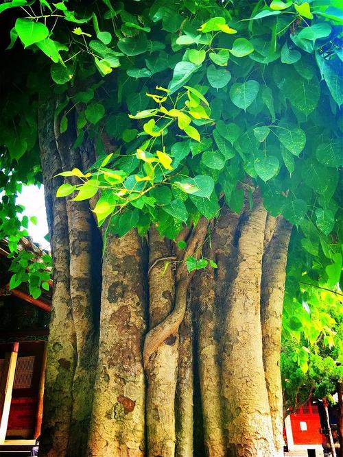 菩提树下的顿悟