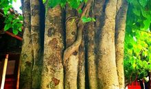 菩提树下的顿悟