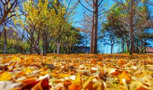 沉醉在秋天的世界里