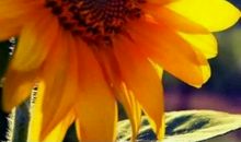 在充满阳光的日子里