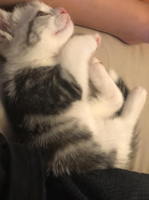 第一次养猫