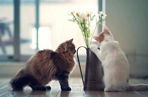 我的宠物小猫