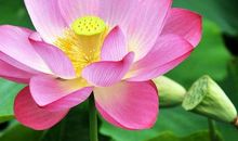 关于荷花的作文