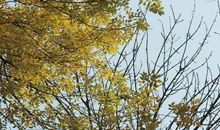 回味那年深秋时