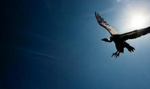 我要成为一只展翅高飞的雄鹰