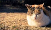 都是猫咪惹的祸