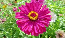 开在心灵深处的花