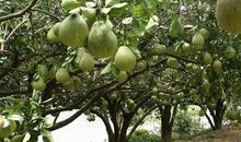 我们小区的柚子树