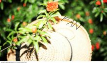 石榴树下的等待