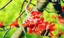 我的植物朋友木棉花