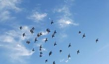 翱翔在祖国的蓝天上