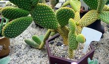 像仙人掌一样生活