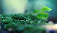 我真希望我是一粒种子