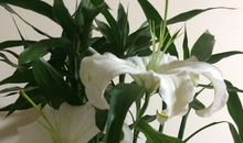 花让生活更美好