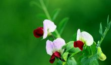 “破茧成蝶”的豌豆花