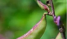 弱种子也要发芽