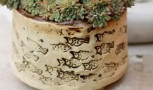 像多肉一样成长