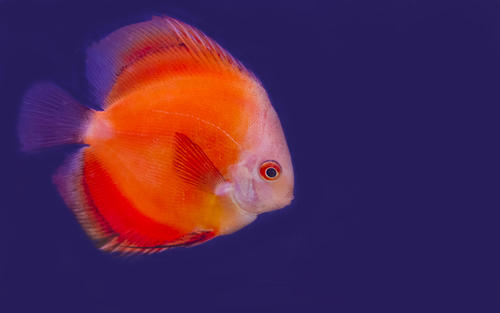 我最喜欢的动物鱼