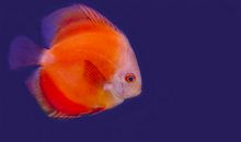 我最喜欢的动物鱼