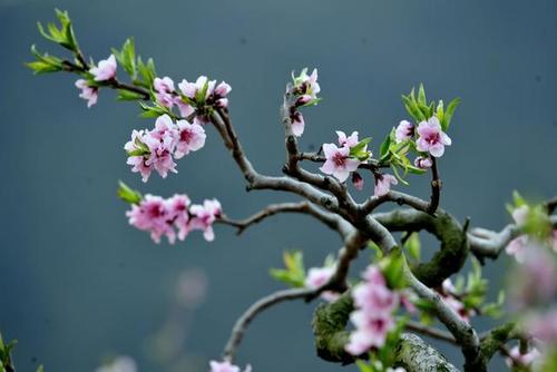 我爱美丽的桃花