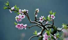 我爱美丽的桃花