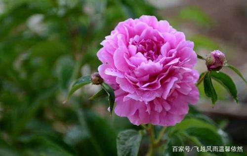 春芳在哪