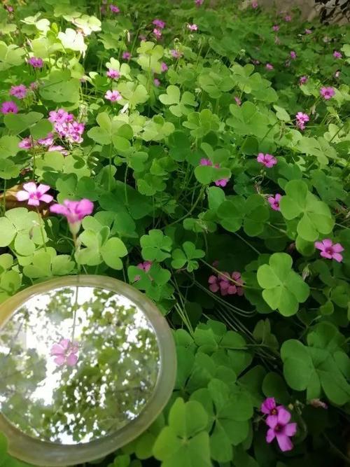 我想念的花