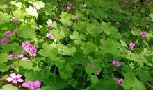 曾经错过的花开