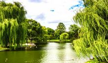 我爱美丽的柳树