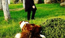 我的小伙伴小狗